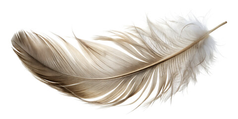 Obraz premium Floating Feather: A close-up of a delicate feather, light and airy, captures a sense of gentle movement and freedom. A symbol of lightness and purity.