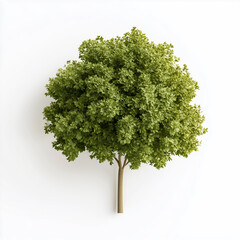 Fototapeta premium A vibrant, green tree showcasing a full canopy of leaves, symbolizing nature's beauty and tranquility.
