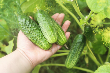 Freshly harvested cucumbers in farmer hand close up. Harvesting green organic cucumber harvest in garden