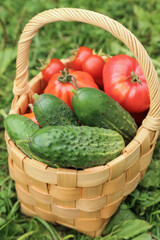 Summer harvest of fresh vegetables in basket. Organic cucumber, freshly harvested tomato on grass in garden close up