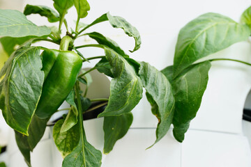 Pepper Plant Growing in Hydroponic System.

