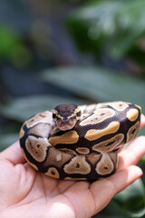 Baby ball python Mojave morph in a woman's hand_vertical.