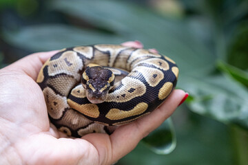 Baby ball python Mojave morph in a woman's hand.