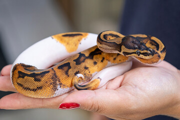 Baby Pied ball python in a woman's hand.