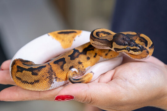 Baby Pied ball python in a woman's hand.
