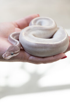 Baby ball python Mojave Lesser morph in a woman's hand_vertical.