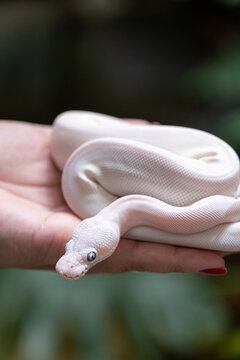 Baby ball python Lucy morph in a woman's hand_vertical.
