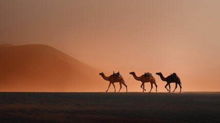 Three camels walk in a line across a desert landscape with sand dunes in the background.