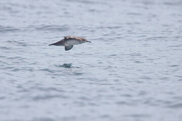 Balearic Shearwater, (Puffinus mauretanicus), flying low over the sea off Lands End, Cornwall, England, UK.