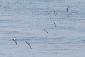 Cory's Shearwaters (Calonectris borealis) over the sea from the ferry between Tenerife and La Gomera, Canary Islands, Spain.