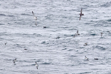 Mixed Shearwaters (Sooty, Cory's and Manx Shearwaters) flying off Lands End, Cornwall, UK.