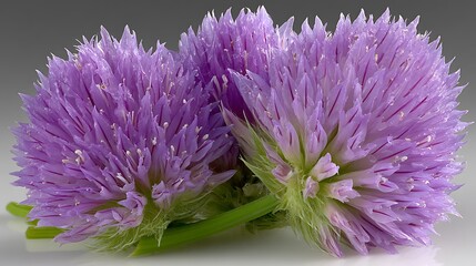 Obraz premium Three purple and green chive blossoms with delicate, spiky petals, shot on a neutral background