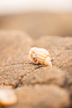 Small hermit crab hiding in shell at the beach