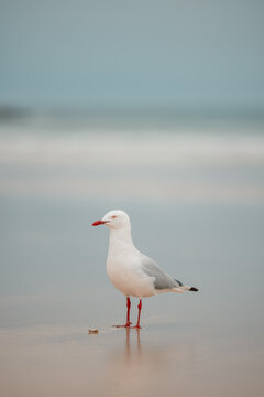 Lone seagull standing on wet sand on the beach at low tide with copy space