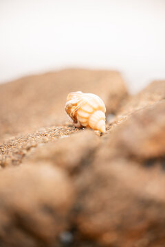 Small hermit crab hiding in shell at the beach