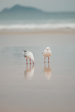 Two seagulls standing together on the beach with reflection in wet sand