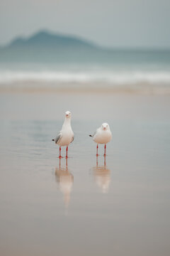 Two seagulls standing together on the beach with reflection in wet sand