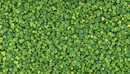 Colorful Leaves of Trees