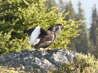 a black grouse, tetrao tetrix, in the courtship at a sunny spring morning on the mountains