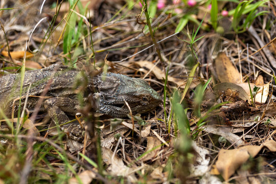 Bearded dragon lizard Australian reptile on ground in bushland amongst leaf litter