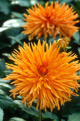 Obraz premium Dahlia cactus, Dahlia 'D'Aldebarant'