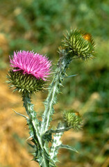 Chardon Marie,.Silybum marianum