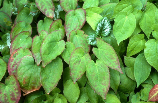 Fleur des elfes des Alpes, Epimedium alpinum,