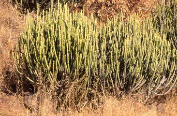 Euphorbia caducifolia, Euphorbe à feuilles caduques, Parc national de Ranthambore, Rajasthan; Inde