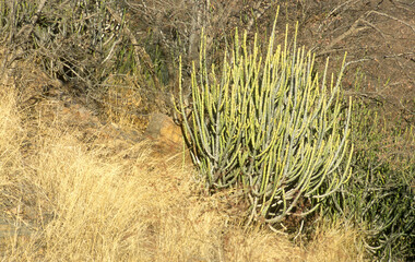 Euphorbia caducifolia, Euphorbe à feuilles caduques, Parc national de Ranthambore, Rajasthan; Inde
