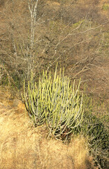 Euphorbia caducifolia, Euphorbe à feuilles caduques, Parc national de Ranthambore, Rajasthan; Inde