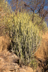 Euphorbia caducifolia, Euphorbe à feuilles caduques, Parc national de Ranthambore, Rajasthan; Inde