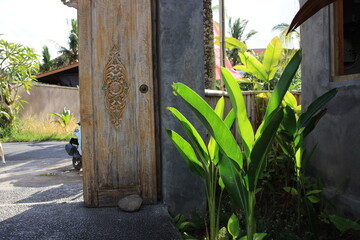 Wooden door with a green plant in front of it