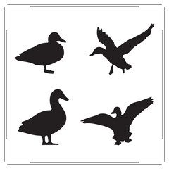 Obraz premium Duck silhouette, Duck illustration , Duck clipart, Duck vector , Duck icon , black Duck , Duck illustration on white background, Duck vector illustration ,