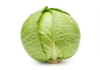Fototapeta premium Whole fresh green cabbage with tightly packed leafy structure and visible veins on white background