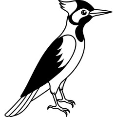 Minimalist Woodpecker Line Art Vector