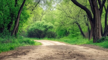 Naklejka premium A peaceful dirt path winds through a lush, green forest under a canopy of vibrant trees.