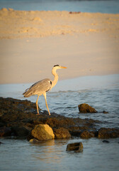 Grey heron looking for food at the beachside