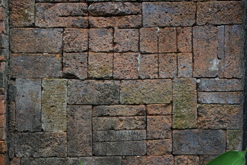Brick wall with a green plant growing out of it
