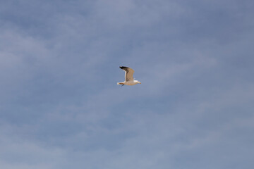 Majestic seagull soaring over the serene skies of Bushehr, capturing the essence of freedom and coastal beauty in a timeless moment.