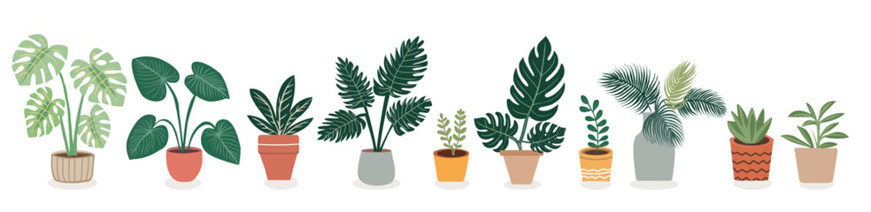 Different types of exotic potted house plants