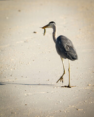 grey heron catching fish at the beachside