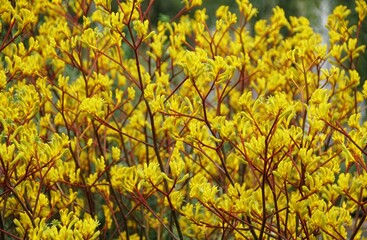A vibrant display of yellow flowers of Kangaroo Paws Yellow Gem with the intricate details of the blossoms and reddish-brown branches.