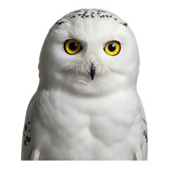 Obraz premium White snowy owl with a fluffy appearance