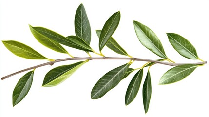 Fototapeta premium Sprig of vibrant green leaves with visible stem and veins, isolated on white background.