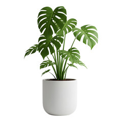 Vibrant monstera plant in a minimalist pot, ideal for indoor greenery