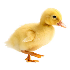 Fototapeta premium Adorable yellow duckling striking a playful pose on a white background