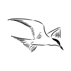 Aleutian Tern. Vector outline icon.