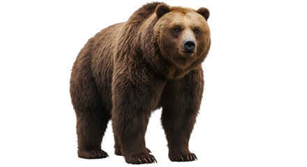 Obraz premium Brown bear standing image