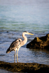 grey heron looking for for food at Fulidhoo Island beach in Maldives