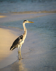 portrait of the elegant grey heron standing by the beach in Fulidhoo Island Maldives
